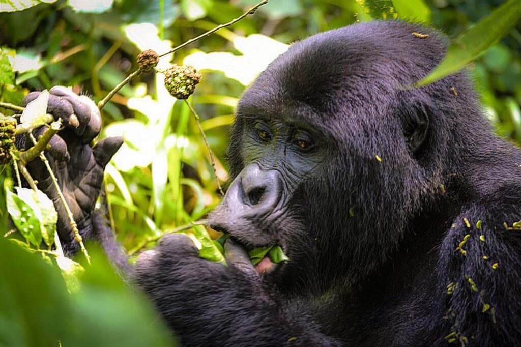 3 Days Gorilla Tracking Uganda, Kigali