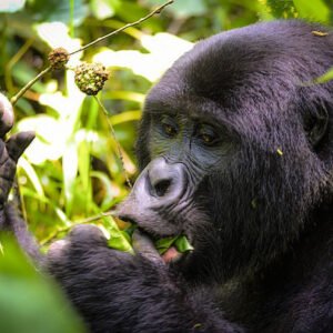 3 Days Gorilla Tracking Uganda, Kigali