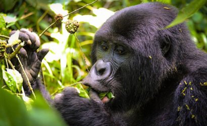 3 Days Gorilla Tracking Uganda, Kigali