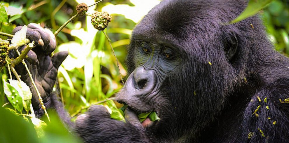 3 Days Gorilla Tracking Uganda, Kigali