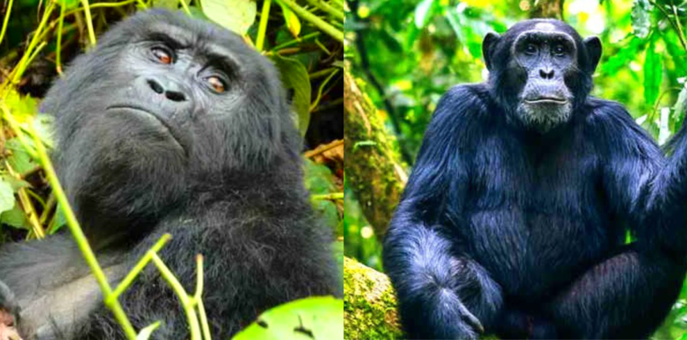 6 Days Uganda Gorilla & Chimpanzee Habituation Tour