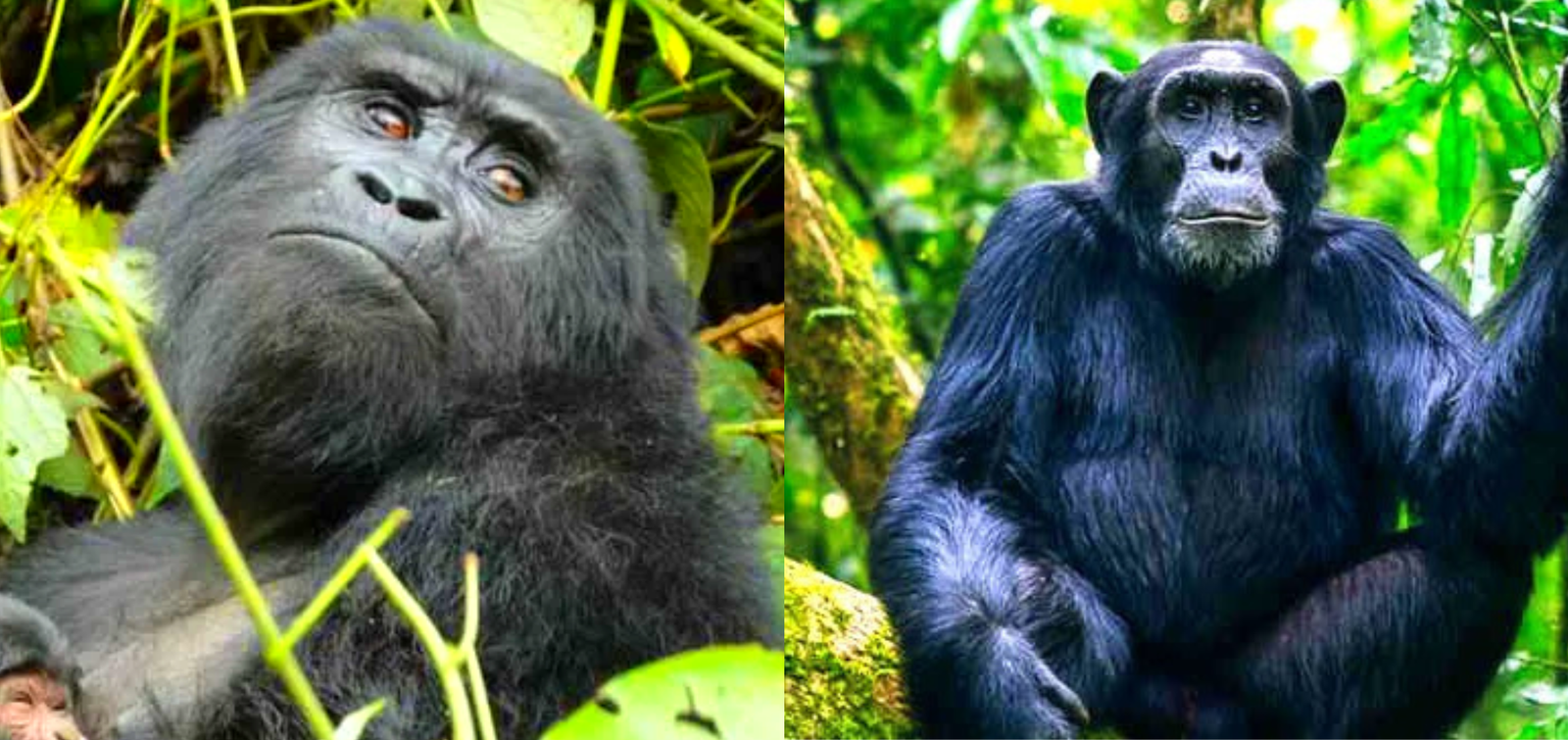 6 Days Uganda Gorilla & Chimpanzee Habituation Tour