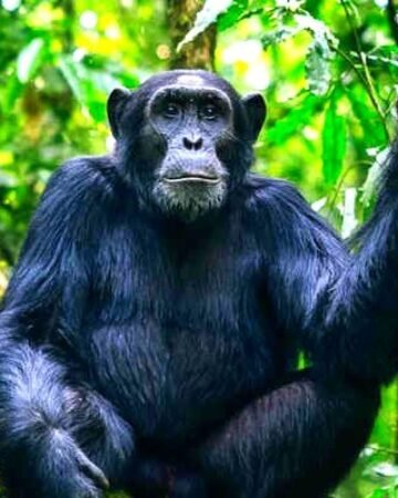 Chimpanzee Tracking