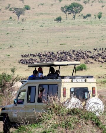 Wildlife Game Drives